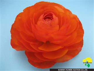 Ranunculus M-Orange.jpg